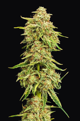 Bumper OG — AUTO