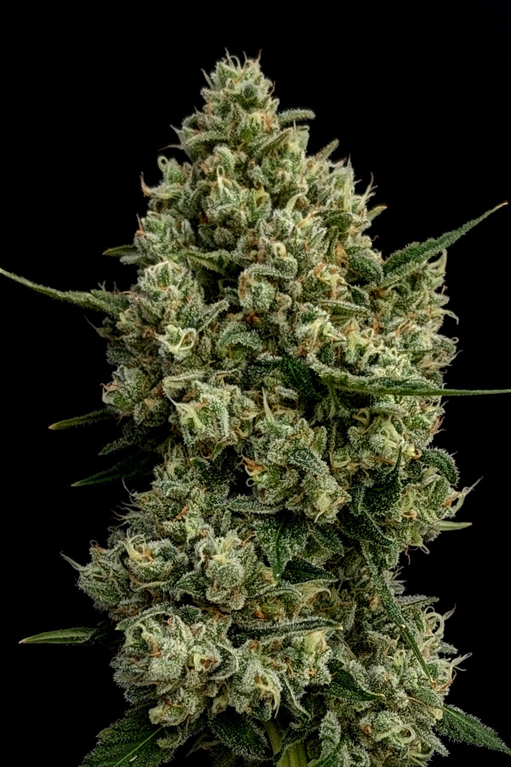 buy citronella plant seeds Citronella | Production-Ready Seed