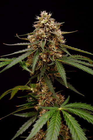 Electric Daydream — AUTO