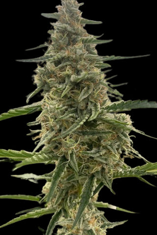 Frodo Squeeze — AUTO