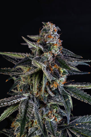 Frosted Fuel