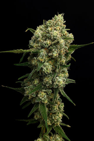 Funk Bomb