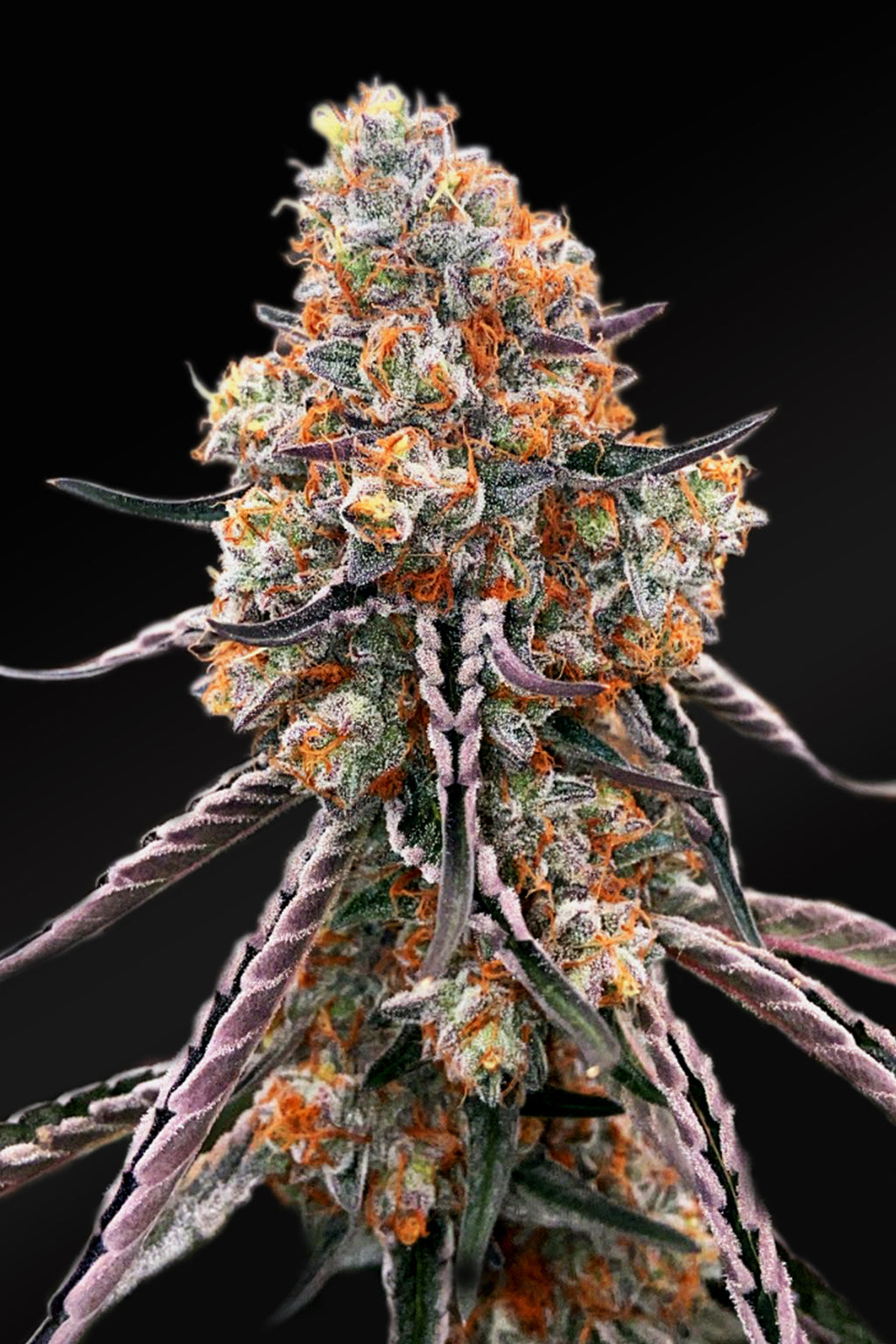 gelato plant Gelato Sunrise | Production-Ready Seed