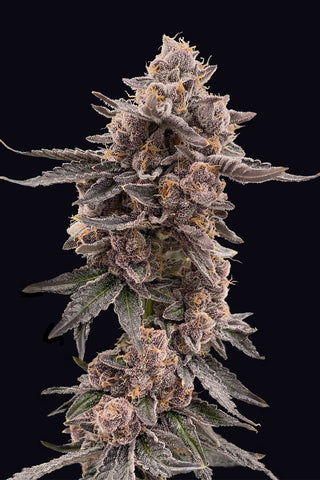 Gelato Sunset