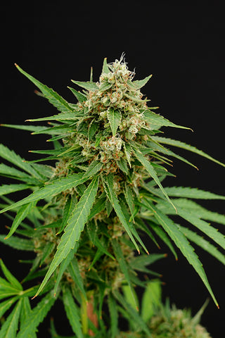 Gooseberry Syrup — AUTO