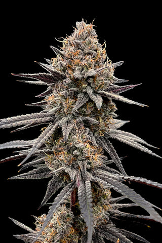 Grape Bubblegum