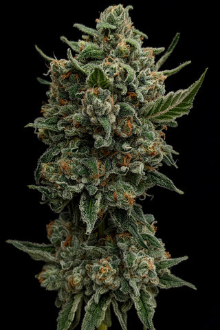 Green Diesel