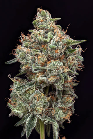 Green Diesel