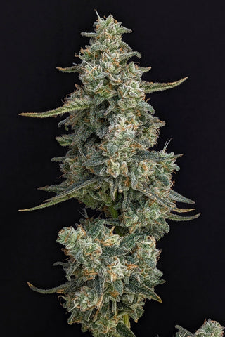 HiFlyer — AUTO