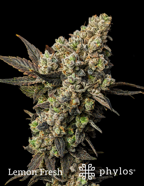 Lemon Fresh | Production-Ready Seed | High-Quality Genetics – Phylos ...