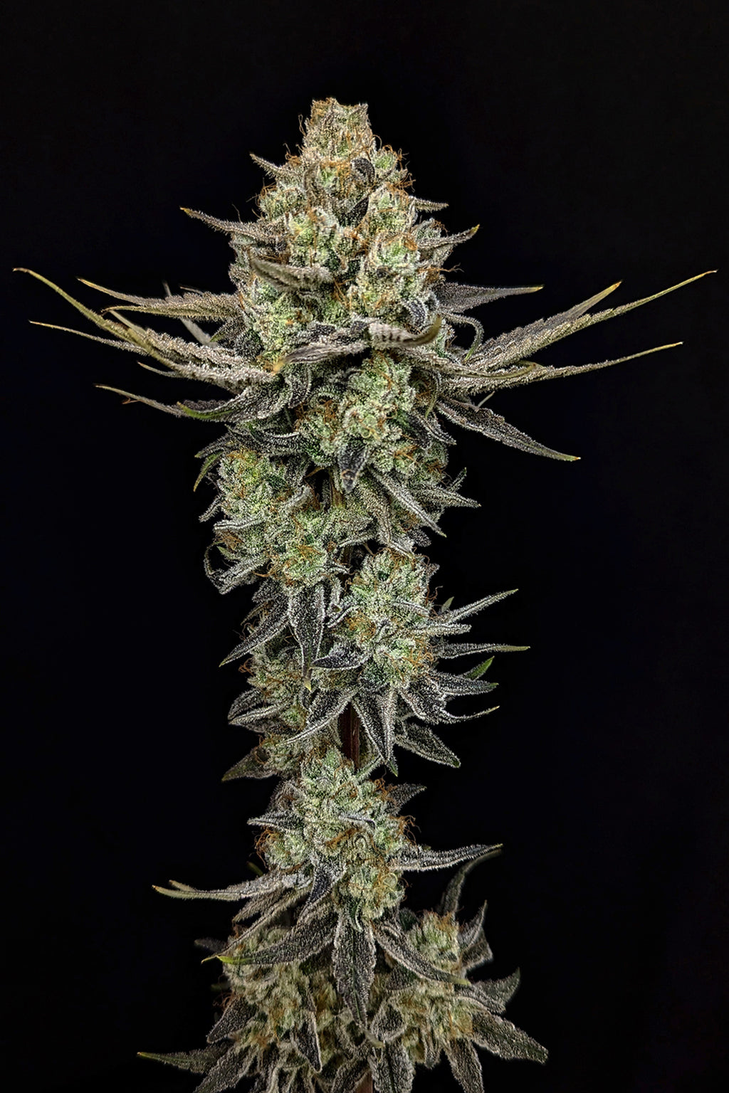 planting donut seeds Pineapple Donut | Production-Ready Seed