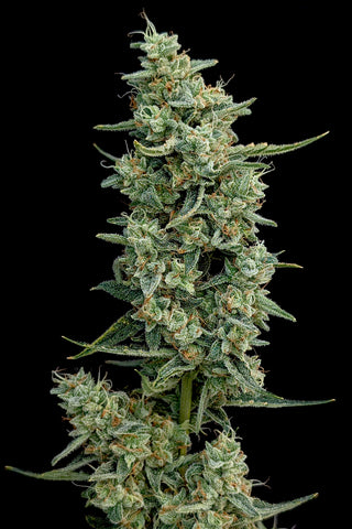 Sasquatch Breath — AUTO