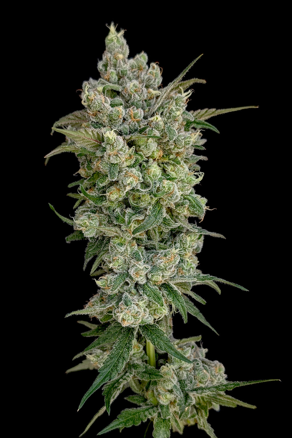 Space Ape | Production-Ready Seed