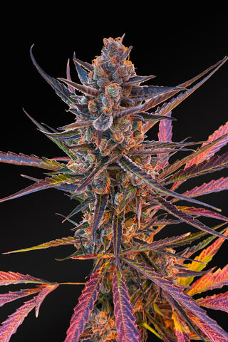 Yuzu Euphoria — AUTO