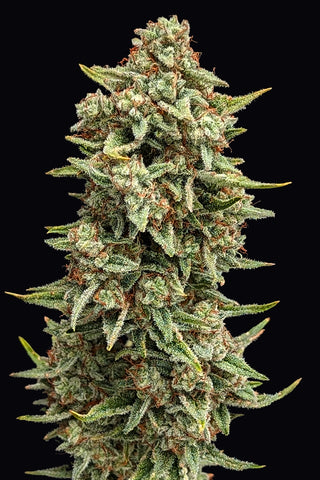 Zesty Parm — AUTO