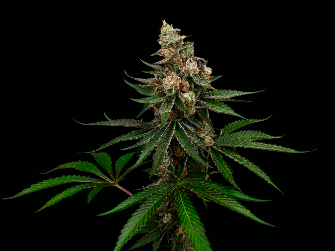 Lemon Disco