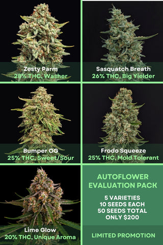 Autoflower Evaluation Pack