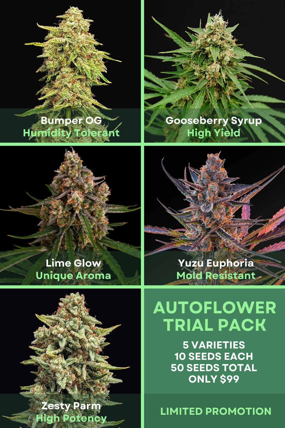 best cheap auto flower seeds Autoflower Trial Pack – Phylos Bioscience