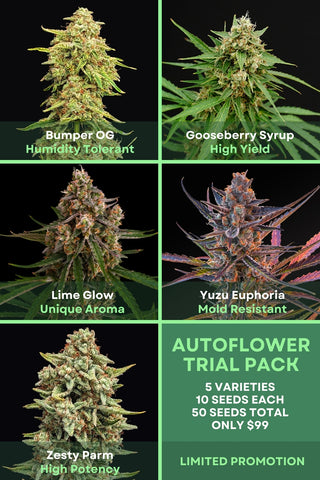 Autoflower Trial Pack