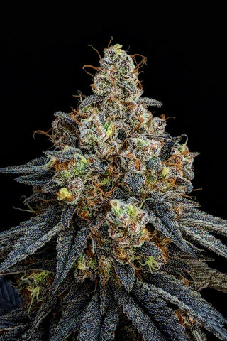 Blueberry Diesel