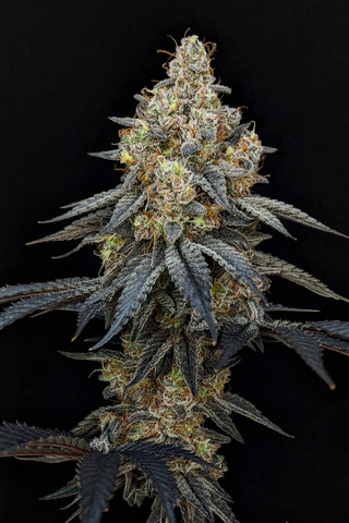 Blueberry Diesel