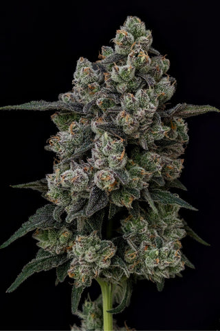 Blueberry Riot