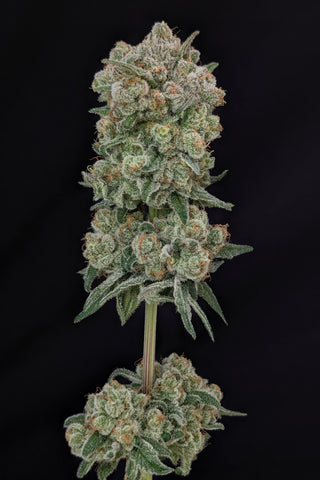 Cosmic Crunch