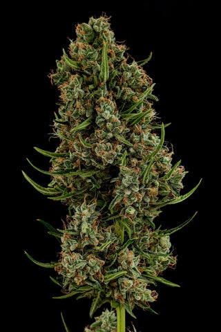 FrankenPine — AUTO