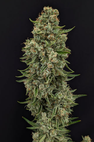 Frodo Squeeze — AUTO