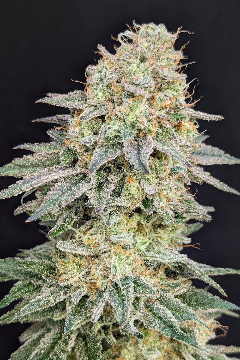 GMO Nerds flowering cannabis, as labeled by the cited photo source