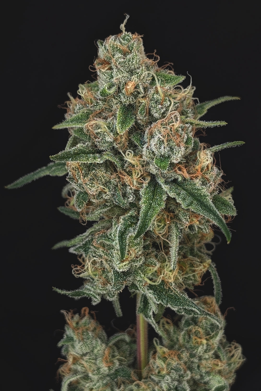 Gym Bag flowering cannabis, as labeled by the cited photo source