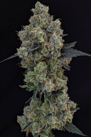 Jungle Punch