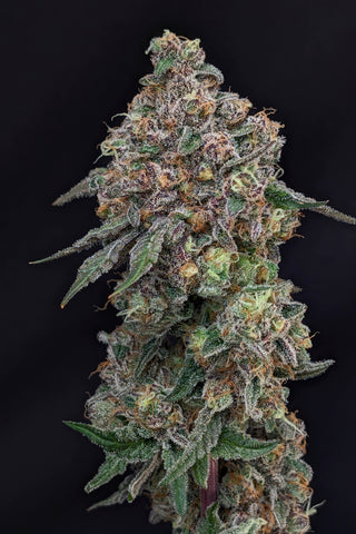 Mango GSC