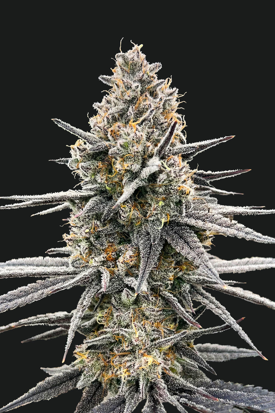 Tartz | Production-Ready Seed | High-Quality Genetics – Phylos Bioscience