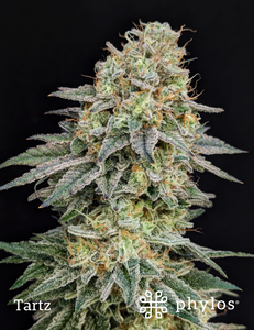 Blue Tartz Tartz | Production-Ready Seed | High-Quality Genetics โ Phylos Bioscience